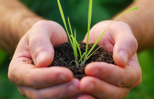Com o agravamento na crise ambiental, a iniciativa ecumênica pelo cuidado da Criação têm ganhado força